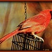 Mr. Cardinal by vernabeth
