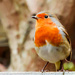 2015 12 12 robin by pamknowler