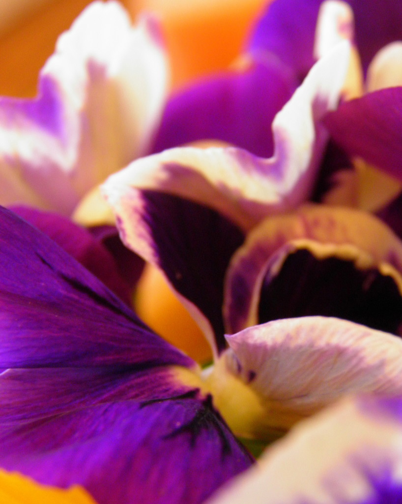 Abstract of Pansy by daisymiller