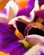 18th Dec 2015 - Abstract of Pansy