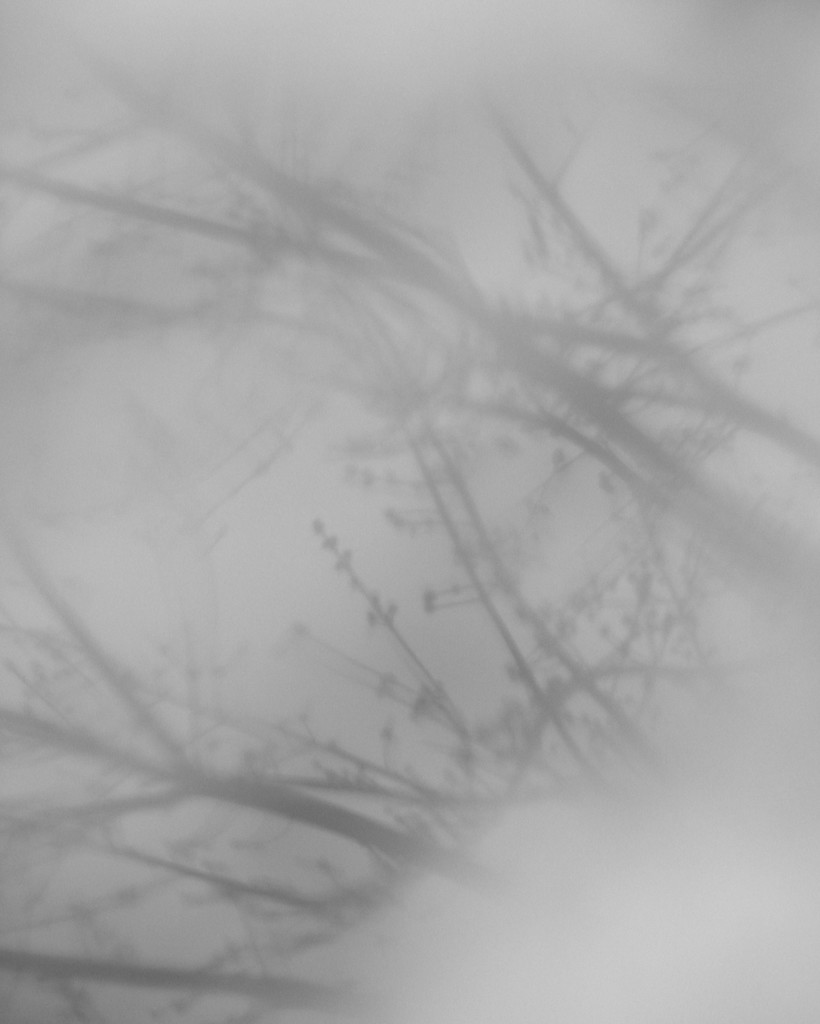 Misty by daisymiller