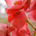 Ruby Red Begonias by daisymiller