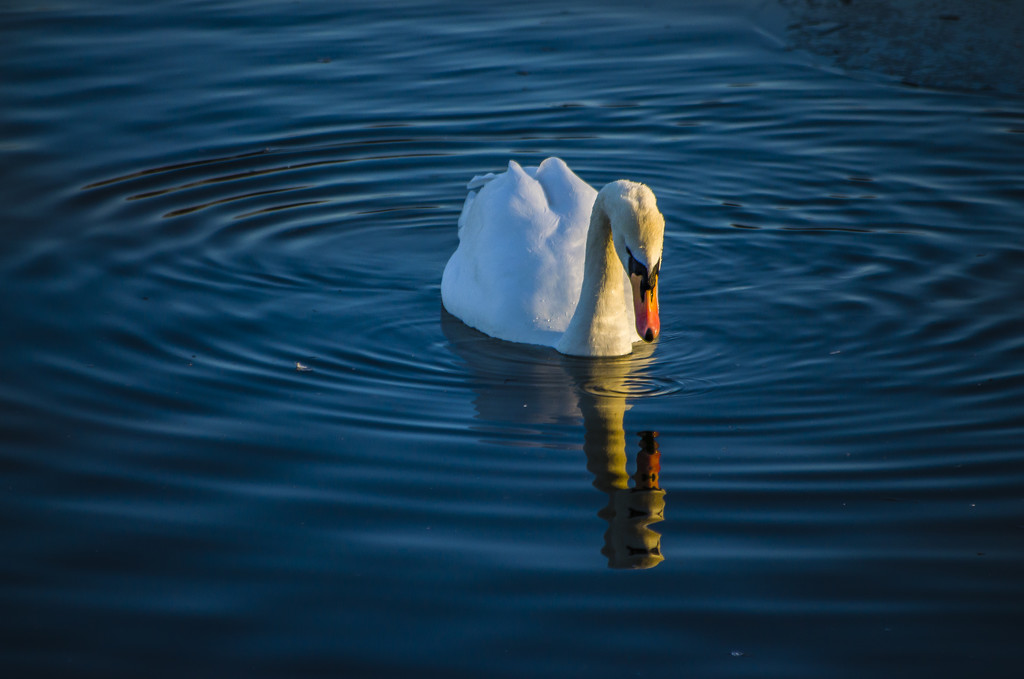 swan. by tonygig