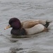 An Unidentified Duck by susiemc