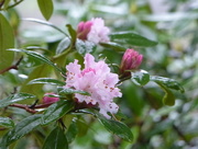 21st Dec 2015 - A Rhododendron..............