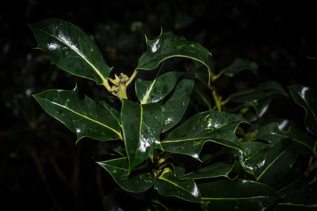 Holly leaves by susie1205