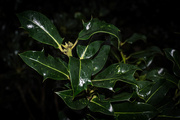 14th Dec 2015 - Holly leaves