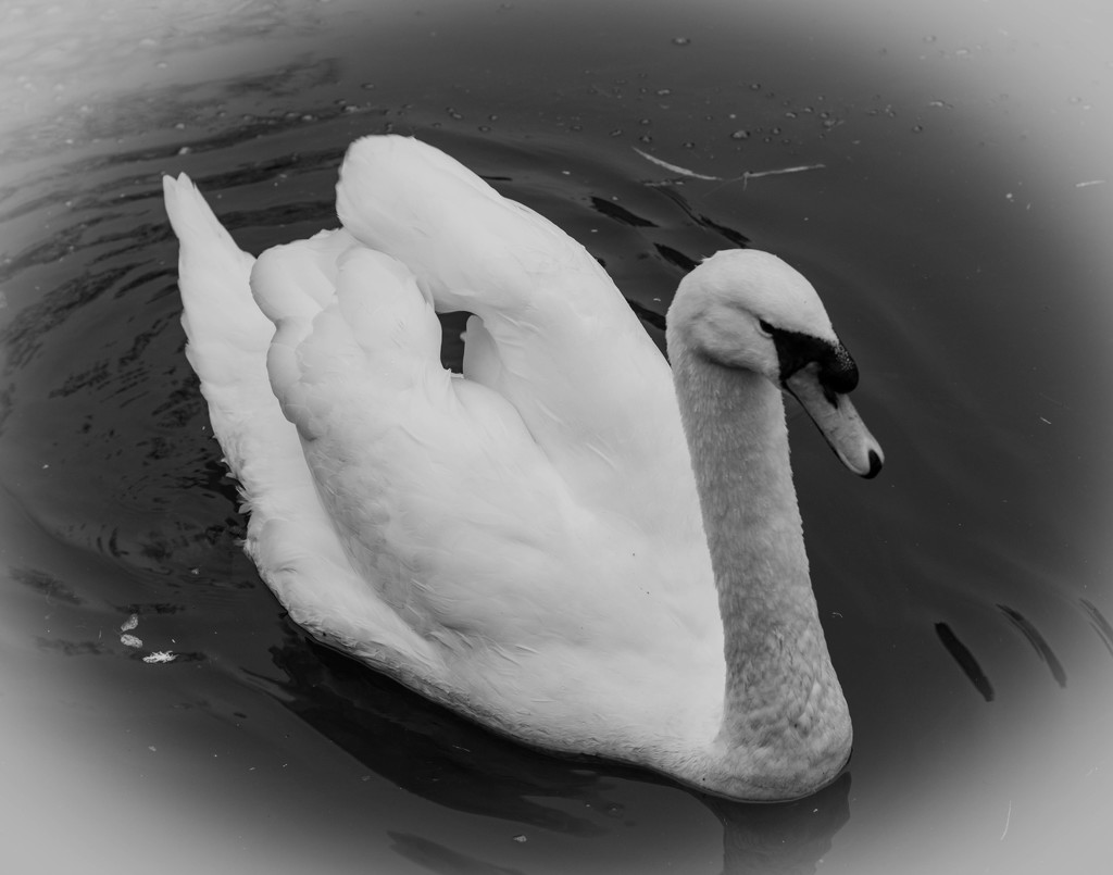 Papa Swan... by susie1205