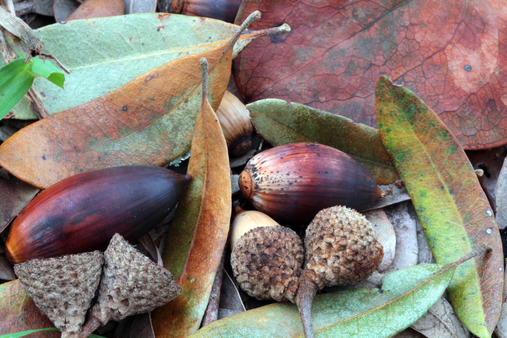 acorns and leaves_44:365 by gaylewood