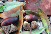 21st Dec 2015 - acorns and leaves_44:365