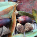 acorns and leaves_44:365 by gaylewood