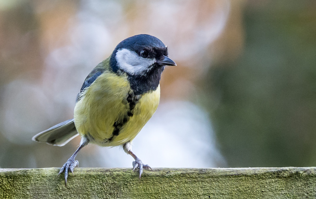 Great Tit by vignouse
