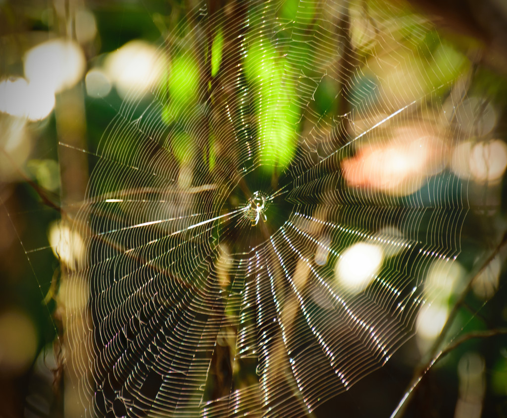Sparkling Web by rickster549