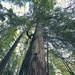 Old Growth by kwind