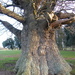 A tree in Holkham Park by jeff