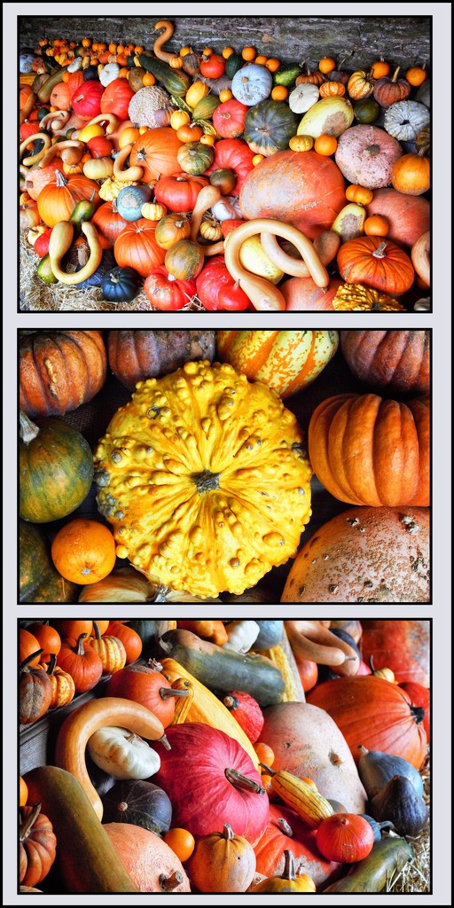 Squashes, gourds and pumpkins by swillinbillyflynn