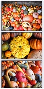 22nd Dec 2015 - Squashes, gourds and pumpkins
