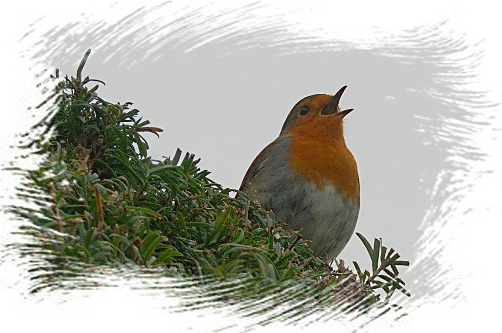 Christmas robin  by quietpurplehaze