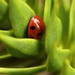 Ladybird ladybird ! by orchid99