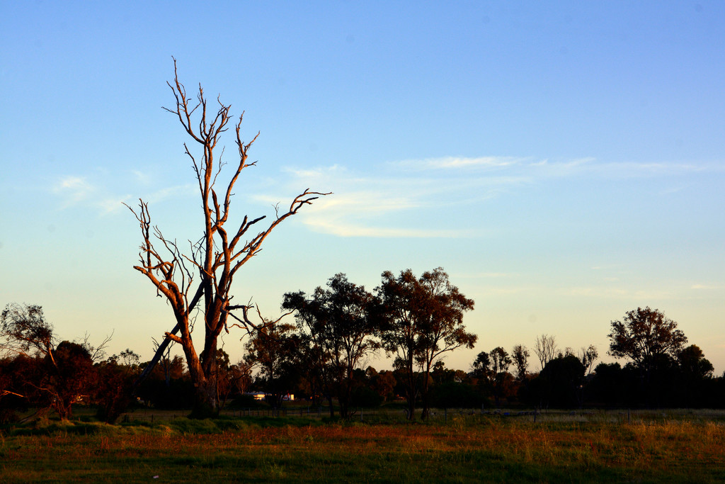 Evening Light 2 _DSC8533 by merrelyn