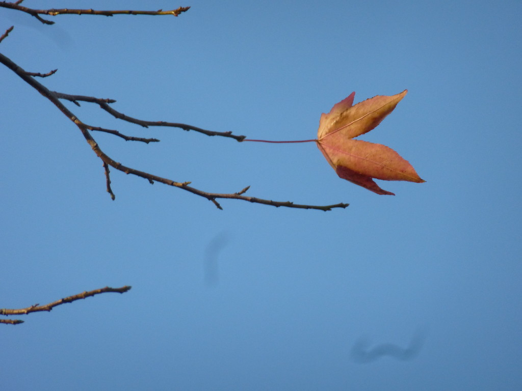 Last leaf hanging on../ by snowy
