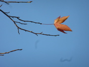 19th Dec 2015 - Last leaf hanging on../