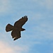 Hawk in Flight by markandlinda
