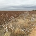 Cotton field  by wilkinscd