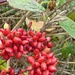 Wayfaring leaf buds and berries by julienne1