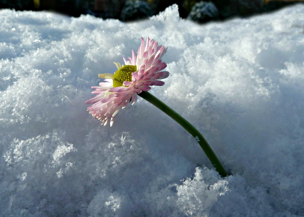 Snow  Daisy by wendyfrost