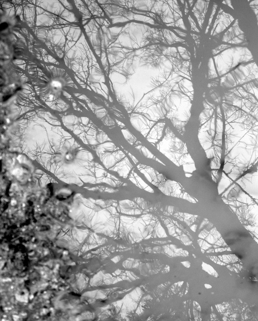 Fog Tree by daisymiller