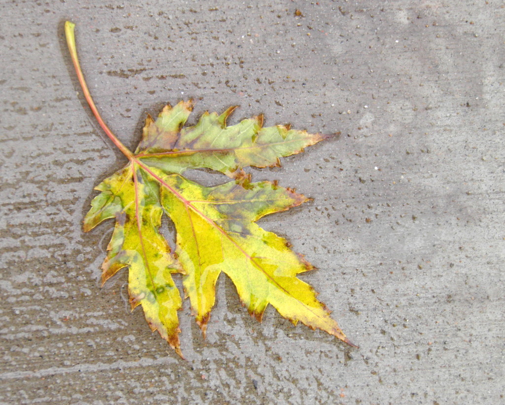 Yellow Sidewalk Leaf by daisymiller