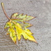 Yellow Sidewalk Leaf by daisymiller