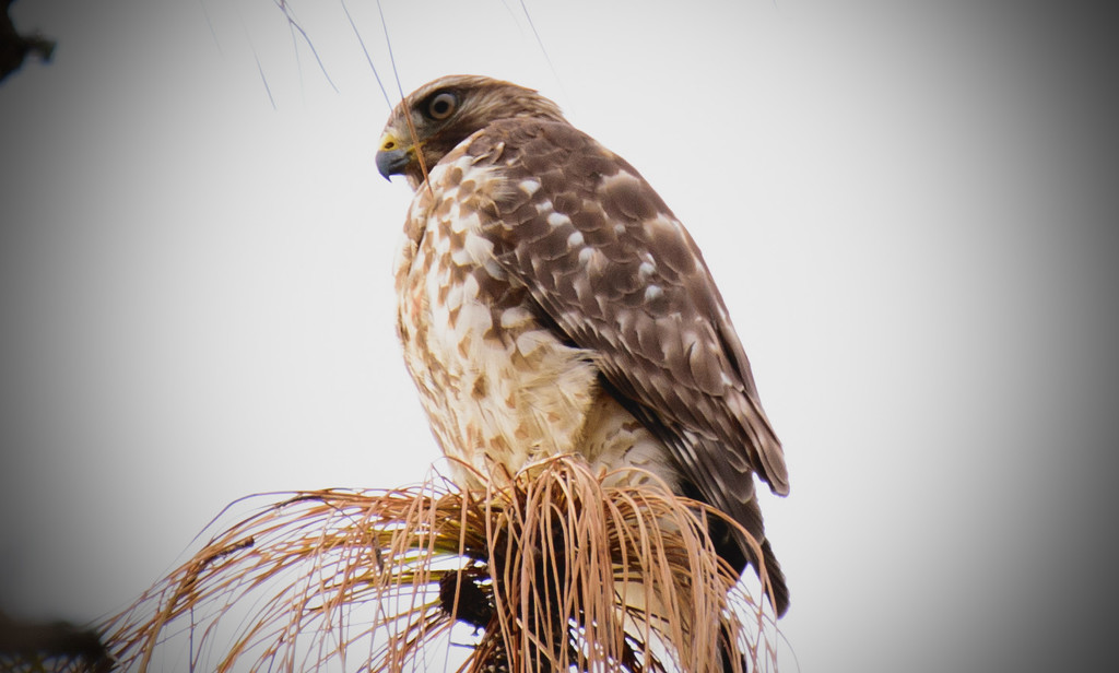 Another Red Shouldered Hawk by rickster549