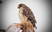 22nd Dec 2015 - Another Red Shouldered Hawk