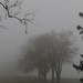 Of Fog And Fence by digitalrn
