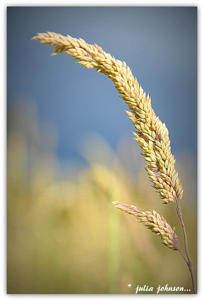 Road Side  Grasses... by julzmaioro