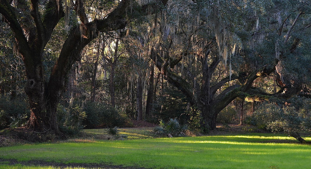 Live oaks, Magnolia Gardens, Charleston, SC by congaree