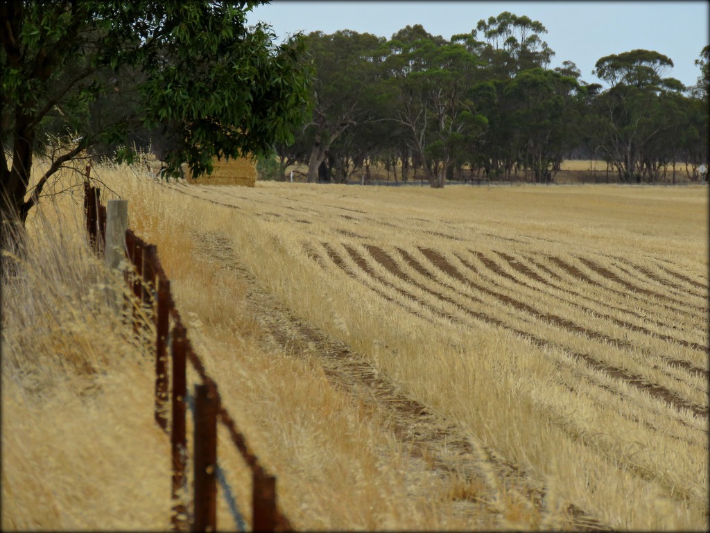 light on the stubble by cruiser