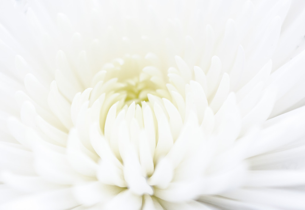White Chrysanthemum by tonygig
