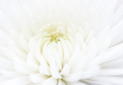 22nd Dec 2015 - White Chrysanthemum