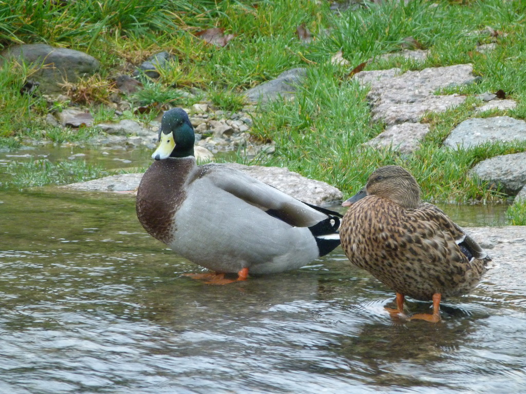 Mr and Mrs Duck by shirleybankfarm