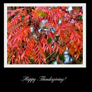 25th Nov 2010 - Happy Thanksgiving to Everyone!