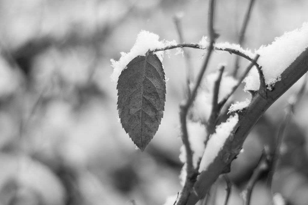 winter in black and white #162 by ricaa