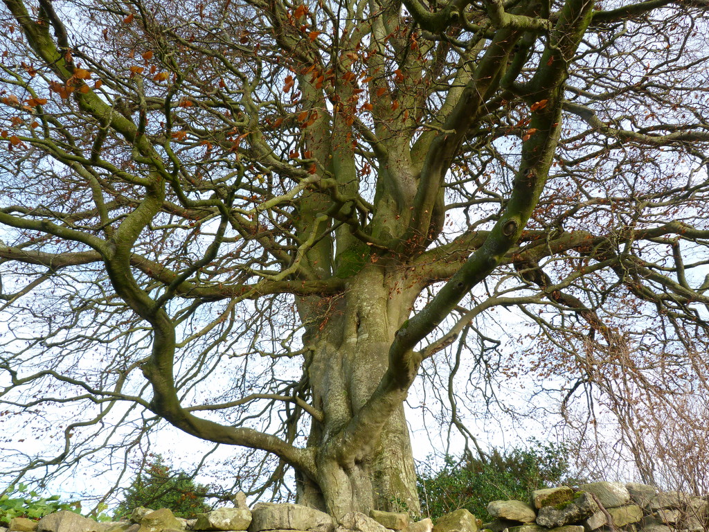 Beech tree by shirleybankfarm