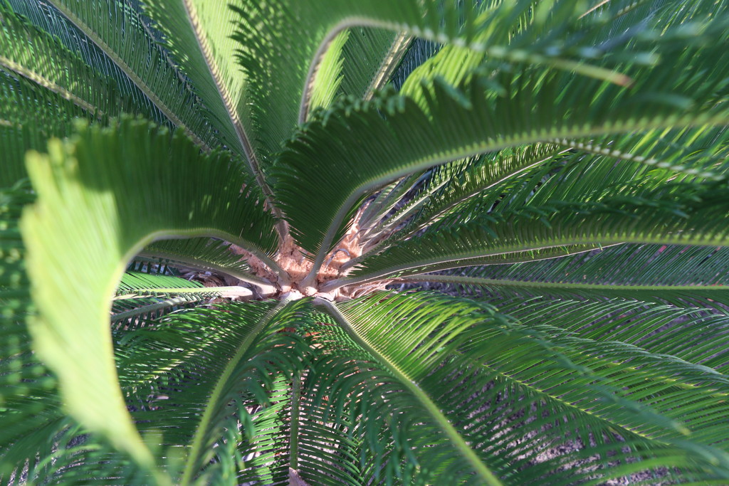 Palm by ingrid01