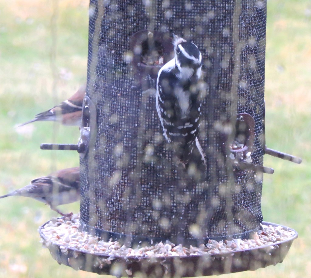 Rainy day feeder by momarge64