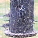 Rainy day feeder by momarge64
