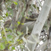 hidden treasure by koalagardens