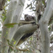 birds eye view by koalagardens
